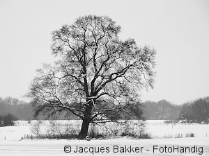 Zwarte boom in witte sneeuw